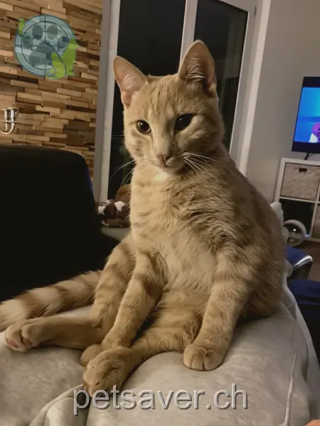 chat lost 4 Schmittestrasse 8164 Bachs London