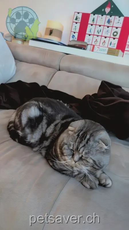 chat lost 12 Dänikerstrasse 8108 Dällikon Macorr