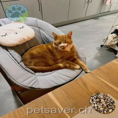 chat lost 3a Im Aegler 8153 Rümlang Max