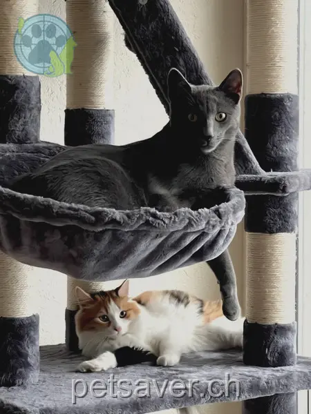 chat lost 3 Eichwatt 8105 Adlikon b. Regensdorf Rocky