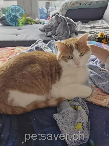 chat lost 50 Eggstrasse 8102 Oberengstringen Jiren