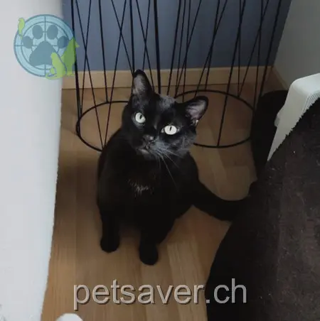 chat lost 7 Haslernstrasse 8953 Dietikon Leo
