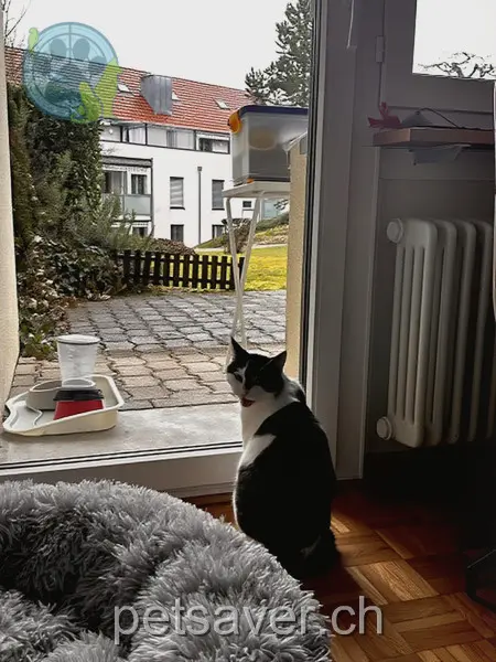 chat lost 5 Mühlegasse 8902 Urdorf Mexx