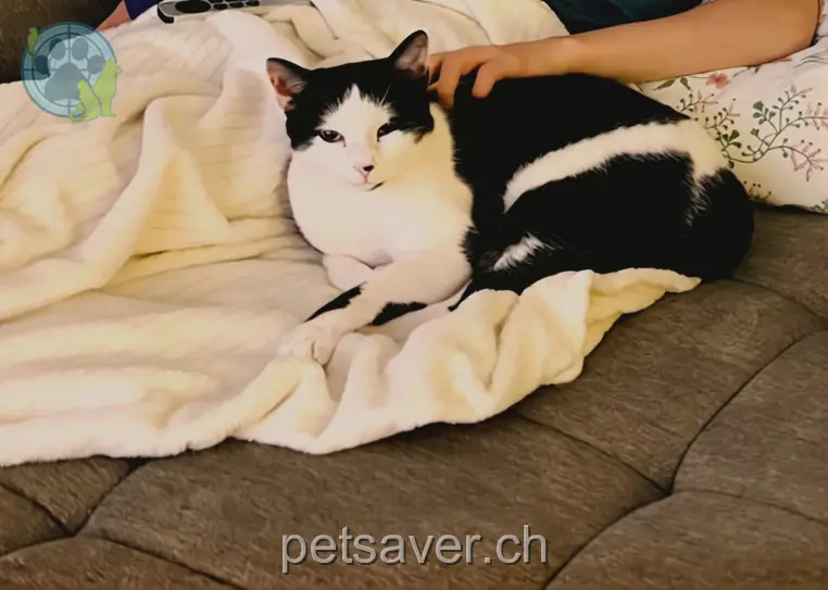 chat lost 9 In der Fadmatt 8902 Urdorf Miro