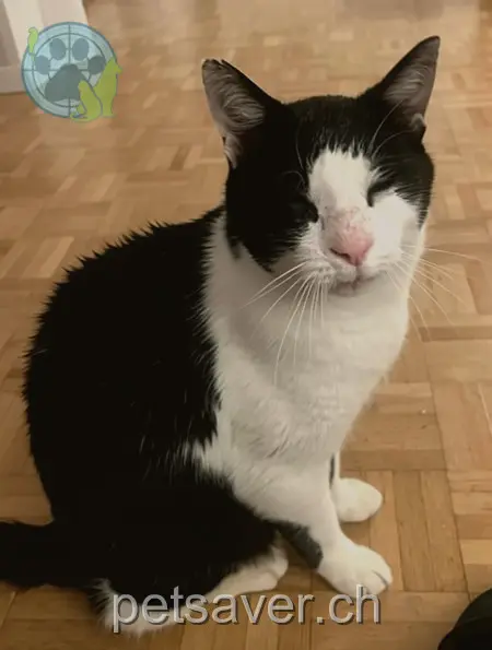 chat lost 40 Jakob-Schälchli-Strasse 8902 Urdorf Pino