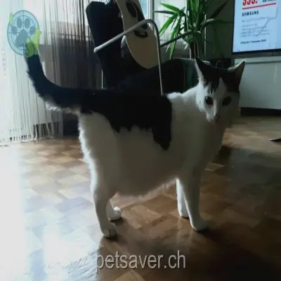 chat lost 29 Spitalstrasse 8952 Urdorf Snowi