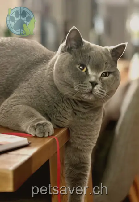 chat lost 72 Geissbergstrasse 8633 Wolfhausen Boppi