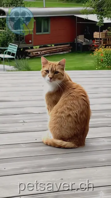 chat lost 1  8627 Grüningen Charlie