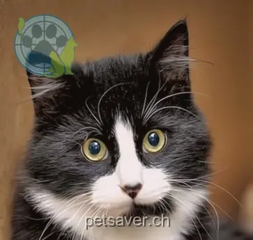 chat lost 90a Haltbergstrasse 8630 Rüti (ZH) Moune