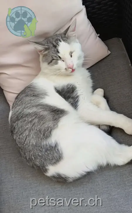 chat lost 134 Bahnhofstrasse 8620 Kempten Pepper