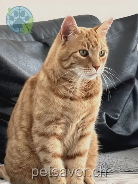 chat lost 19 Villbergstrasse 8627 Grüningen Zebi