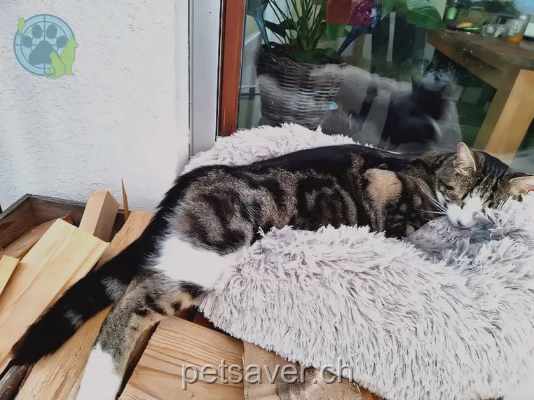 chat lost 34 Forstbergstrasse 8820 Wädenswil Alito