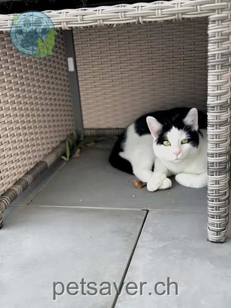 chat lost  Waldistrasse 8134 Adliswil Balu