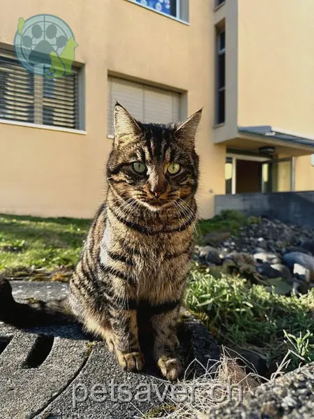 chat lost 21 Riedhofstrasse 8804 Au Milo