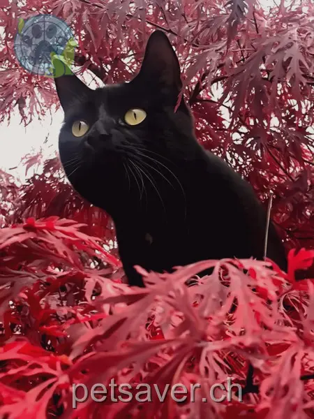 chat lost 2 Bohlweg 8800 Thalwil Salvo