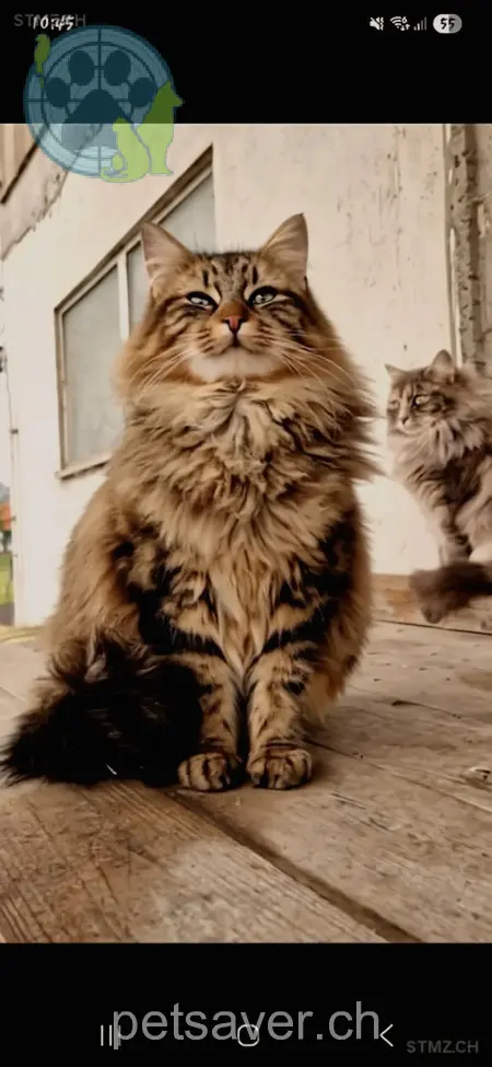 chat lost 3  8824 Schönenberg Tigi