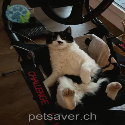 chat lost 27 Mühlebachstrasse 8800 Thalwil Tonic