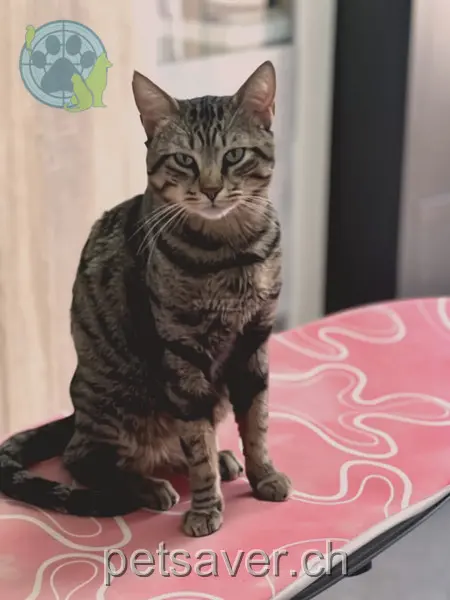 chat lost 25 Dammstrasse 8708 Männedorf 07.04.2026