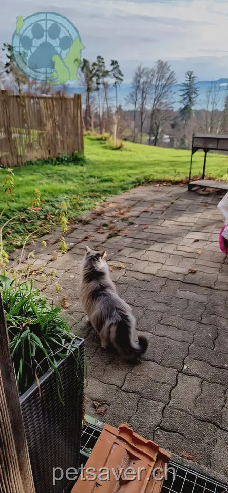 chat lost  Bezibüelweg 8706 Meilen Busi