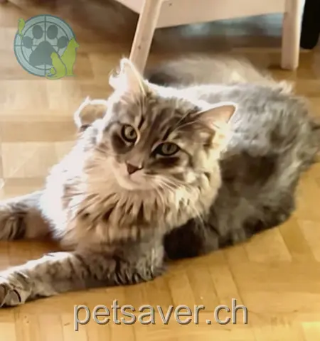 chat lost 144 Alte Landstrasse 8706 Obermeilen Grey