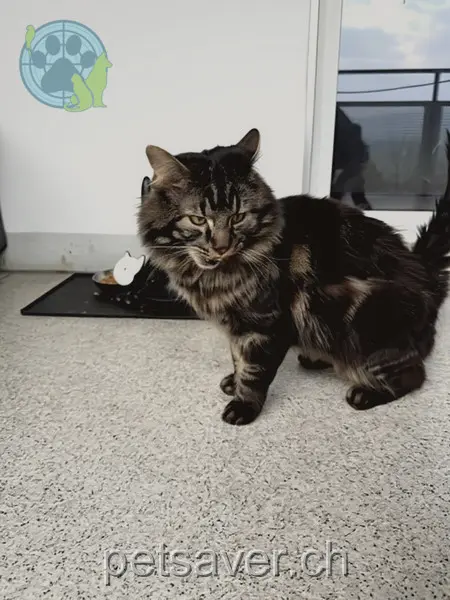 chat lost 20 Aufdorfstrasse 8708 Männedorf Helmut