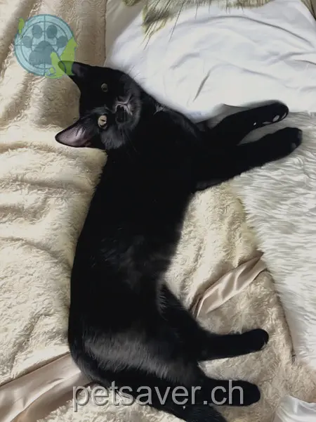 chat lost 60 Sonnenrain 8700 Küsnacht (ZH) Malu