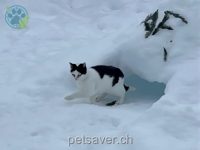 chat lost 4 Neuhofstrasse 8708 Männedorf Minngi