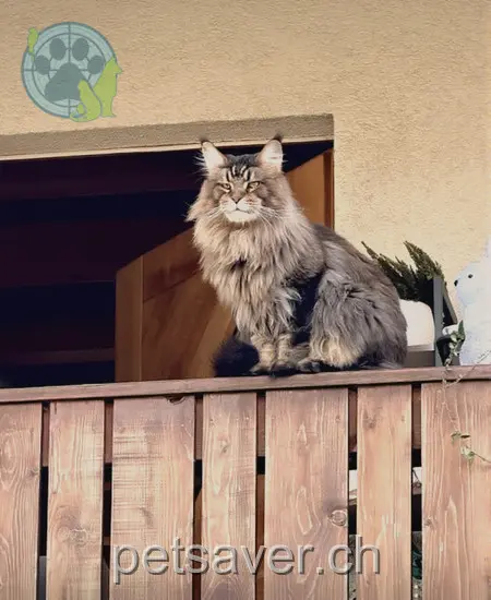 chat lost 2 Haslerweg 8484 Neschwil Bruce