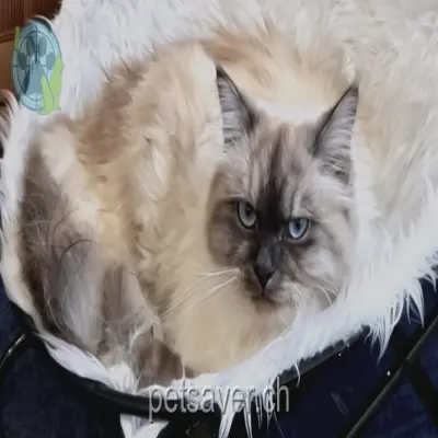 chat lost 11 Rebenweg 8332 Russikon Chnobli