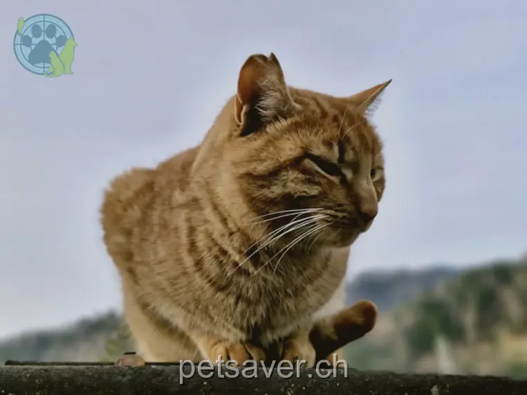 chat lost 42 Siliseggstrasse 8494 Bauma (Zurich) Füchsli