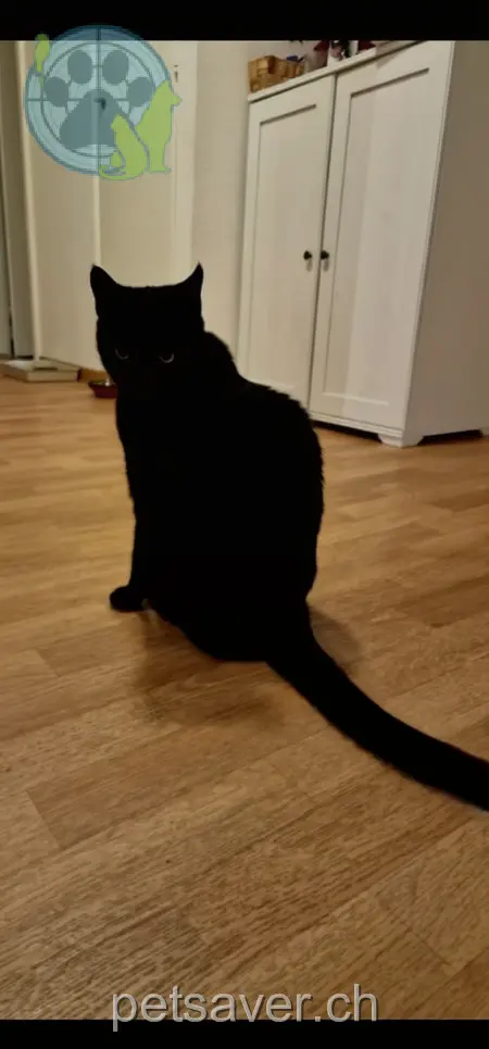 chat lost 5 Im Moos 8307 Effretikon Mia