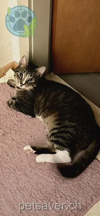chat lost 11 Espistrasse 8492 Wila Salih