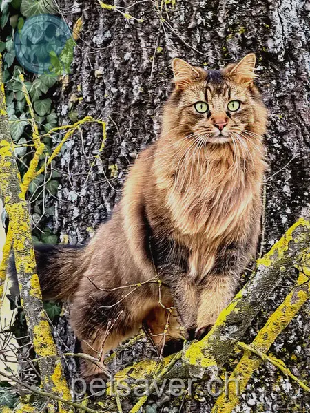 chat lost 75 Holzrai 8602 Wangen-Brüttisellen Boba