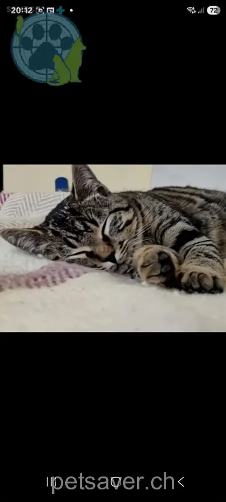 chat lost 4 Radrainweg 8132 Hinteregg Diego