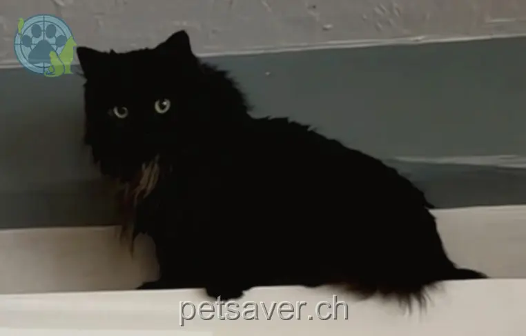 chat lost 4a In den Seewiesen 8132 Esslingen Jolina