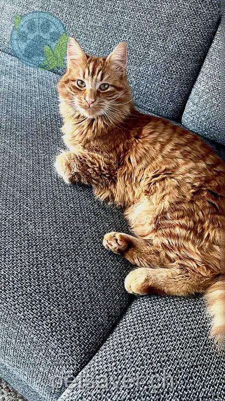 chat lost 20 Bachtelstrasse 8123 Ebmatingen Lino