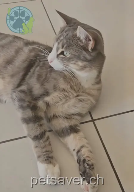 chat lost 45;47 Bodenacherstrasse 8121 Benglen Rauw