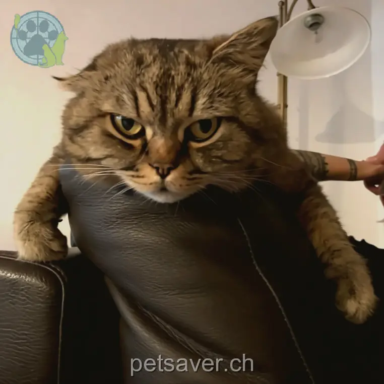 chat lost 5 Spychergasse 8487 Rämismühle 23.03.2026