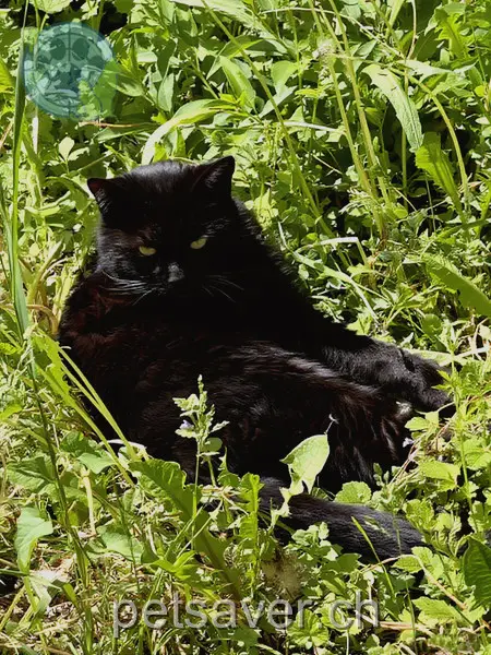 chat lost 32h Hauptstrasse 8543 Gundetswil Blacky/