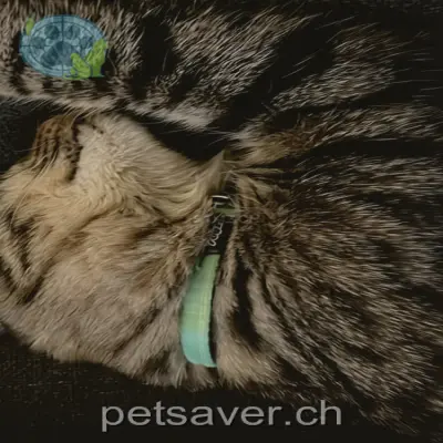 chat lost 5 Untere Frohbergstrasse 8542 Wiesendangen Django