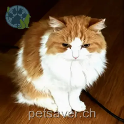 chat lost 22 Am Bach 8352 Schottikon Fönsi