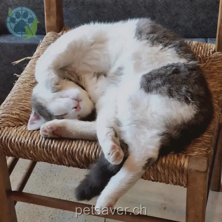 chat lost  Scheidwegstrasse 8442 Hettlingen Moris