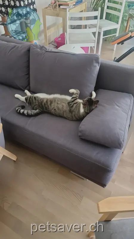 chat lost 52 St. Gallerstrasse 8352 Räterschen Rascal