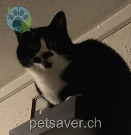 chat lost 4c Vorbruggenstrasse 8422 Pfungen Sora