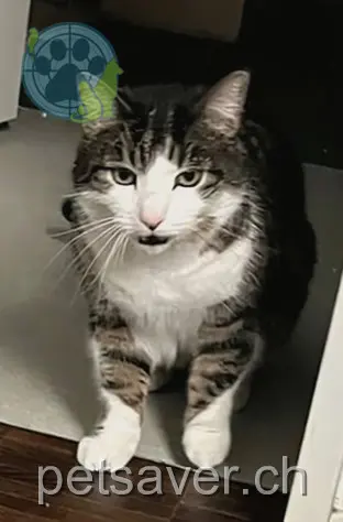 chat lost 151 Eisweiherstrasse 8400 Winterthour Dexter