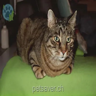 chat lost 7 Hohfurristrasse 8408 Winterthour Leo