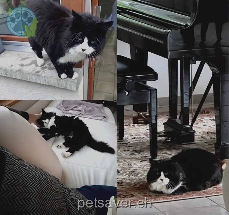 chat lost 51 Florenstrasse 8405 Gotzenwil Minou