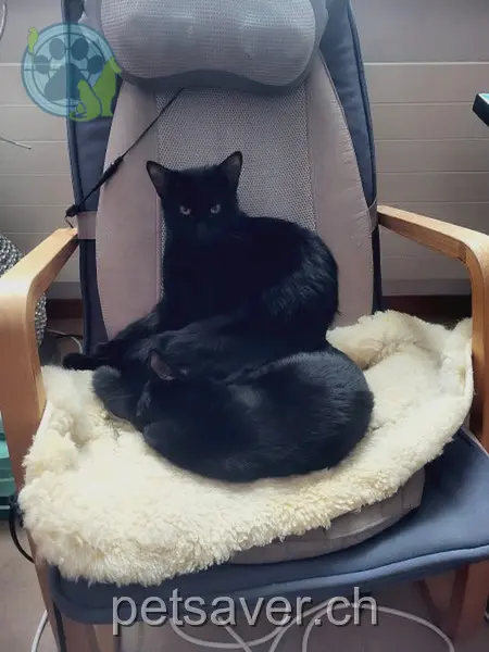 chat lost 22 Pappelweg 8404 Reutlingen Nero