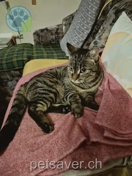 chat lost 45 Guggenbühlstrasse 8404 Reutlingen Ziro