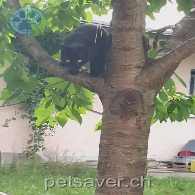 chat lost 173 Am Glattbogen 8050 Zurich Blacky